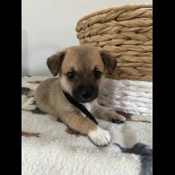Chihuahua - Both