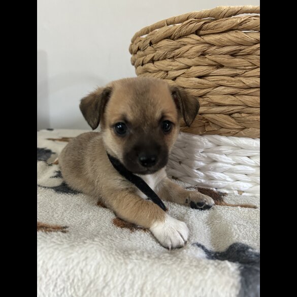 Chihuahua - Both