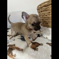 Chihuahua - Both