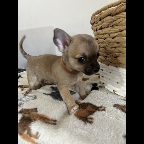 Chihuahua - Both