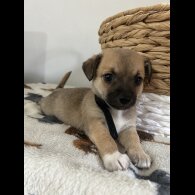 Chihuahua - Both