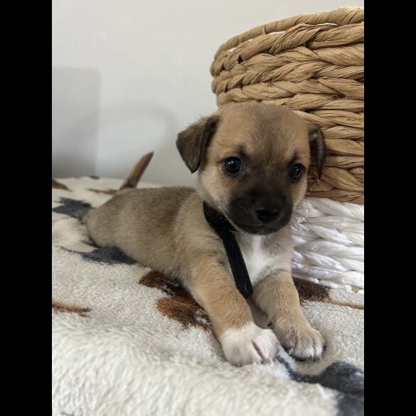 Chihuahua - Both