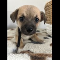 Chihuahua - Both