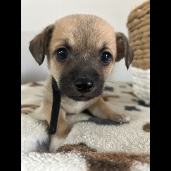 Chihuahua - Both