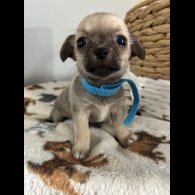 Chihuahua - Both