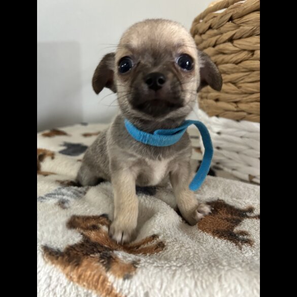 Chihuahua - Both