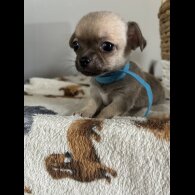 Chihuahua - Both