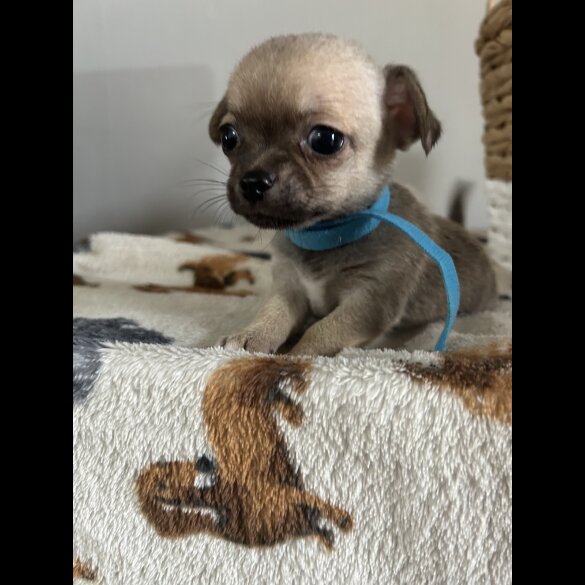 Chihuahua - Both