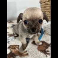 Chihuahua - Both
