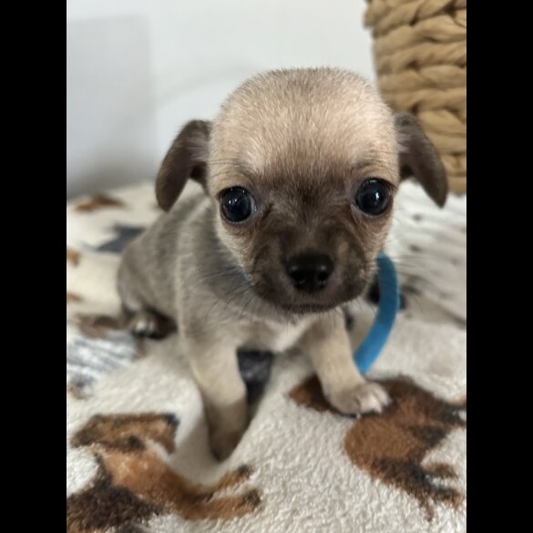 Chihuahua - Both