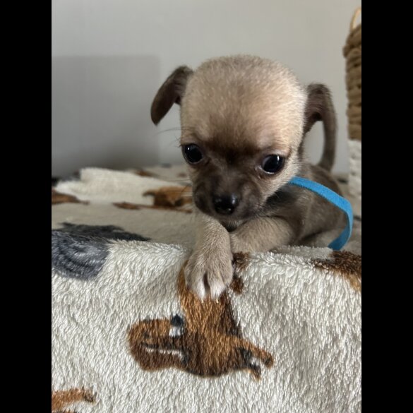 Chihuahua - Both