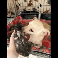 Chihuahua - Both