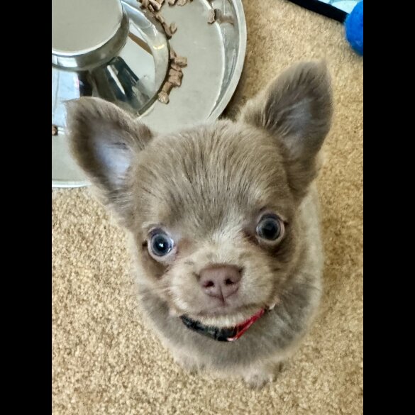 Chihuahua - Dogs