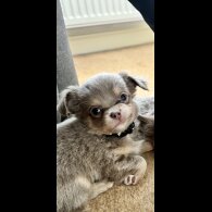 Chihuahua - Dogs