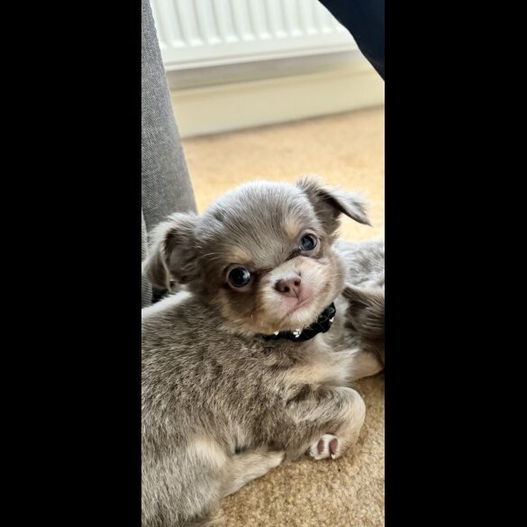 Chihuahua - Dogs