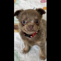 Chihuahua - Dogs