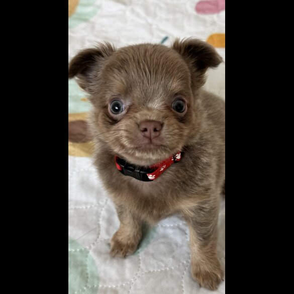 Chihuahua - Dogs