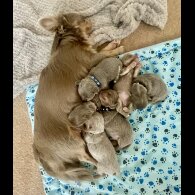 Chihuahua - Dogs
