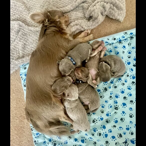 Chihuahua - Dogs
