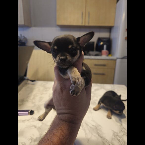 Chihuahua - Both