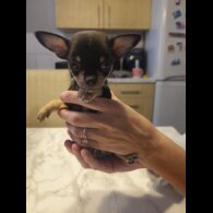 Chihuahua - Both