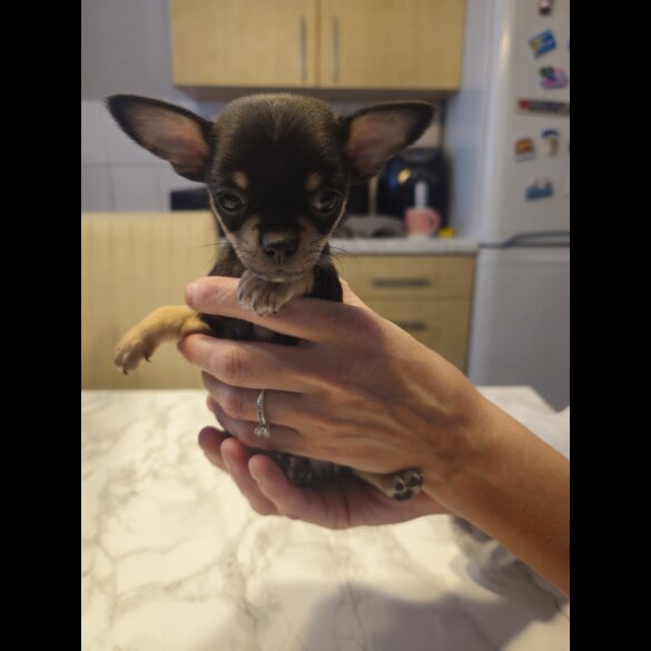 Chihuahua - Both