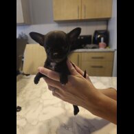 Chihuahua - Both