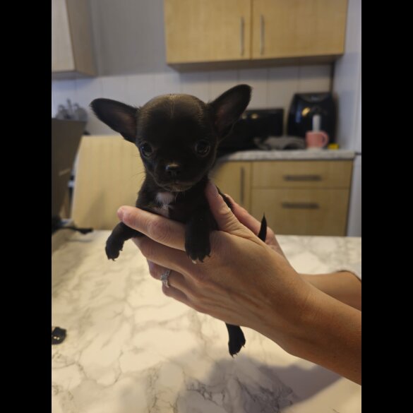 Chihuahua - Both