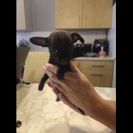 Chihuahua - Both