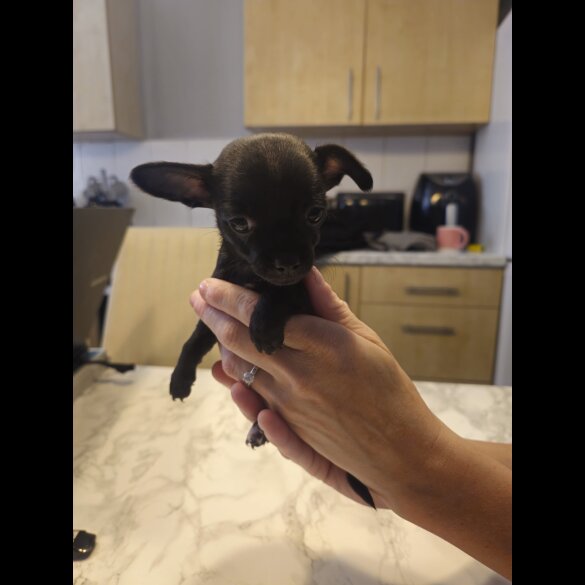 Chihuahua - Both