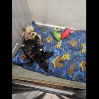 Chihuahua - Both