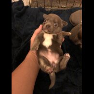 Chihuahua - Both