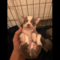 Chihuahua - Both