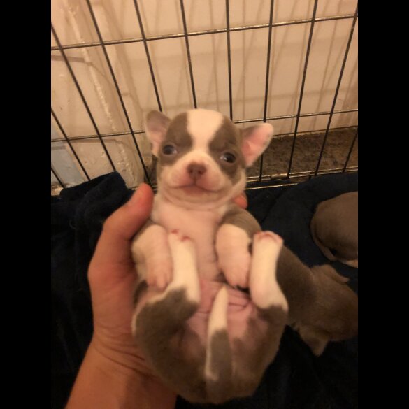 Chihuahua - Both
