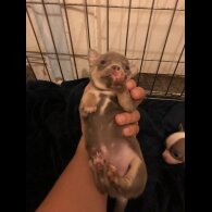 Chihuahua - Both
