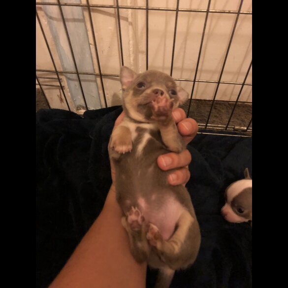 Chihuahua - Both