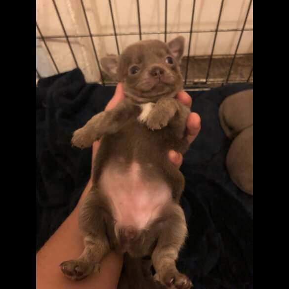 Chihuahua - Both