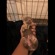 Chihuahua - Both