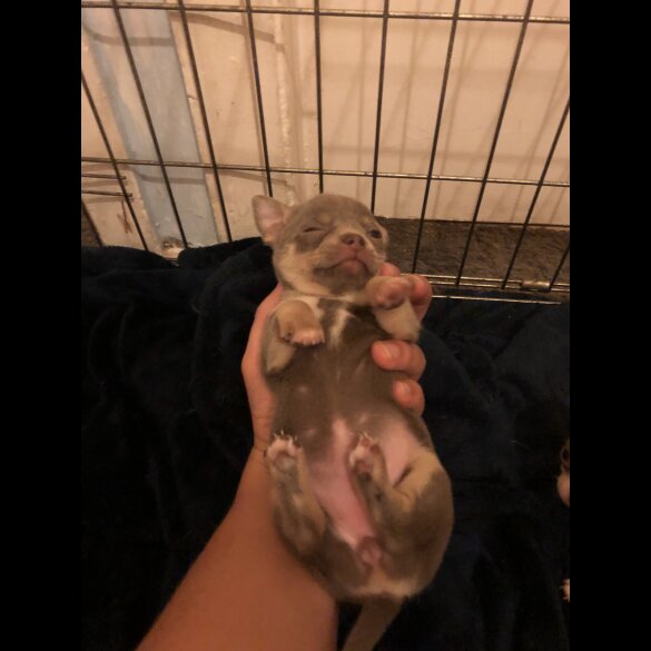 Chihuahua - Both