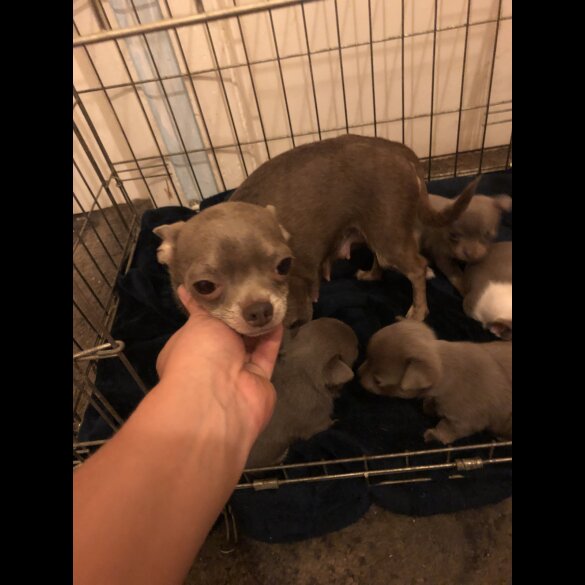 Chihuahua - Both