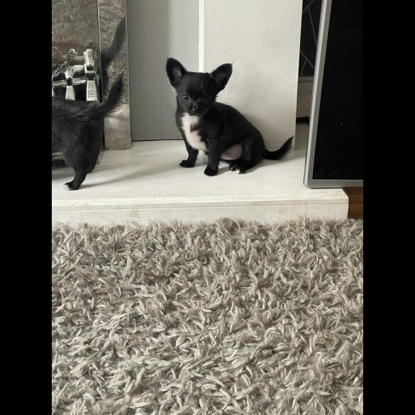Chihuahua - Both