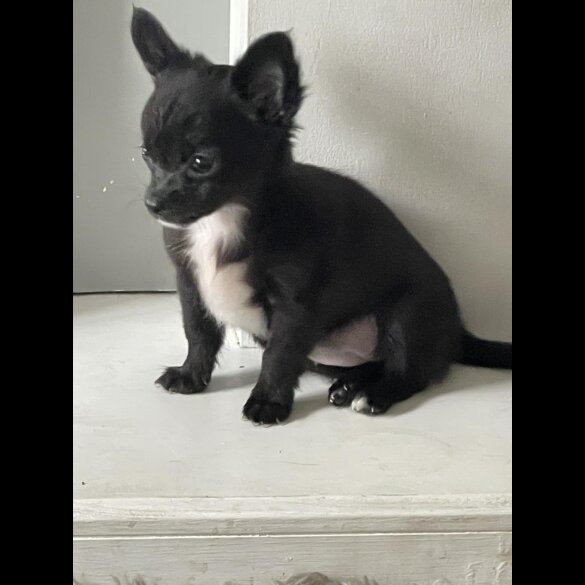 Chihuahua - Both