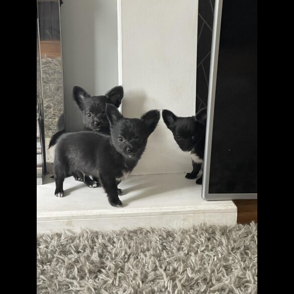 Chihuahua - Both