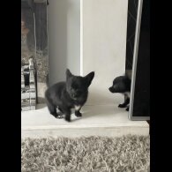 Chihuahua - Both
