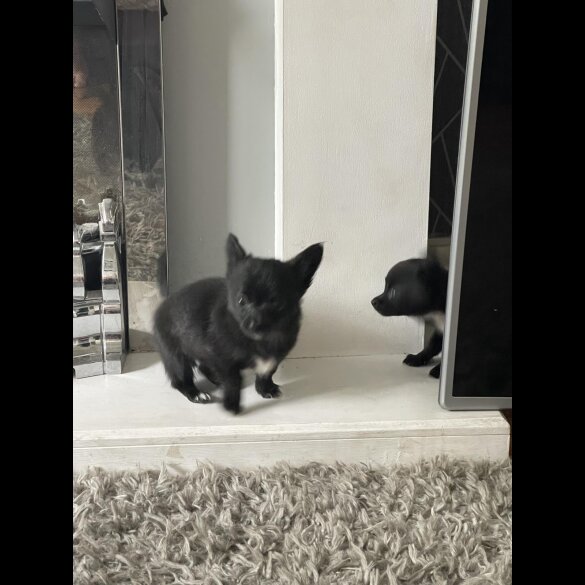 Chihuahua - Both
