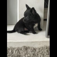Chihuahua - Both