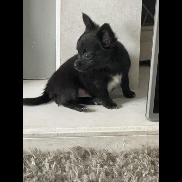 Chihuahua - Both