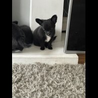 Chihuahua - Both