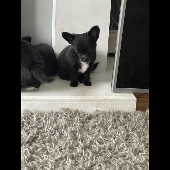 Chihuahua - Both
