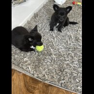 Chihuahua - Both
